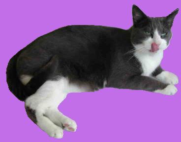 Miaou!